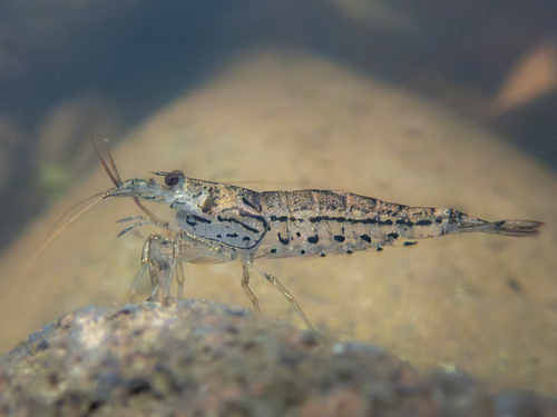Atyoida bisulcata observed 2024-08-23