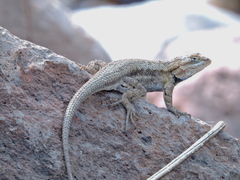 Sceloporus edbelli