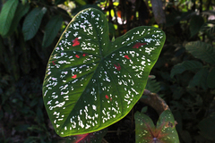 Caladium
