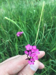 Dianthus pontederae