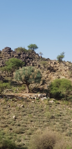 Arabian Dragon Tree