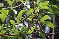 Hydrangea integrifolia