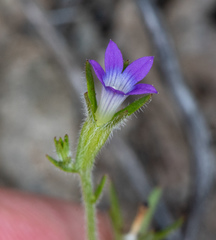 Githopsis specularioides
