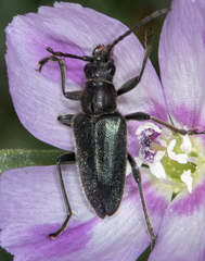 Brachysomida californica