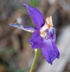 Delphinium decorum