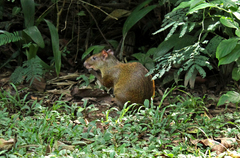 Dasyprocta variegata