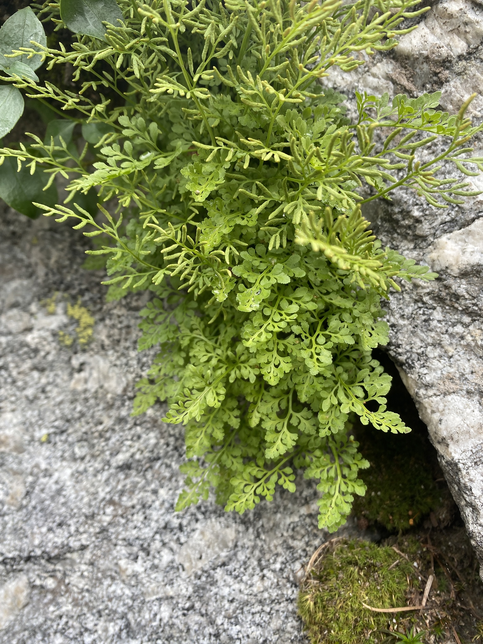 Cryptogramma cascadensis