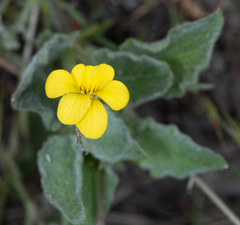 Viola purpurea