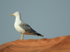 Larus michahellis