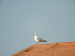Larus michahellis