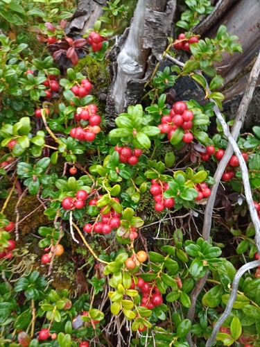 Lingonberry