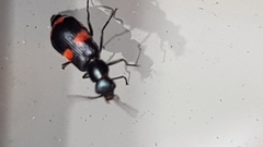 Anthocomus fasciatus