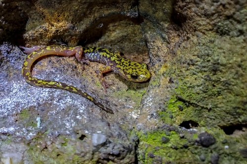 Green Salamander