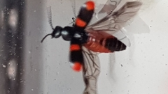 Anthocomus fasciatus