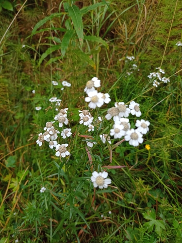Sneezewort