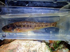 Percopsis omiscomaycus