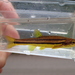 Northern Redbelly Dace - Photo (c) Michael Verdirame, some rights reserved (CC BY-NC), uploaded by Michael Verdirame