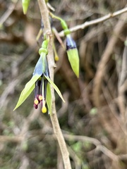 Ben, CC BY, iNaturalist via GBIF Fuchsia × colensoi, photograph Ben, CC BY, iNaturalist via GBIF