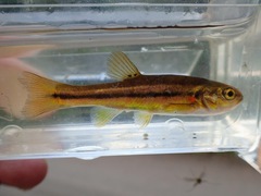 Chrosomus neogaeus