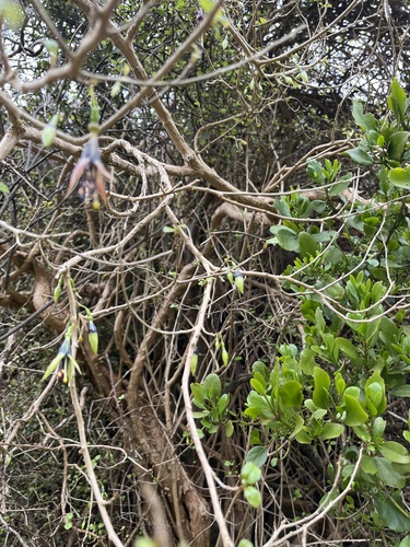 Fuchsia × colensoi, photograph 5