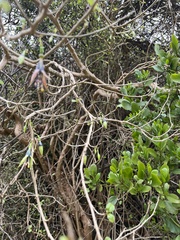 Ben, CC BY, iNaturalist via GBIF Fuchsia × colensoi, photograph Ben, CC BY, iNaturalist via GBIF