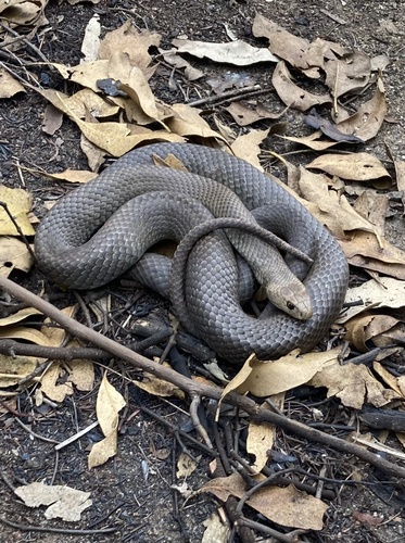 Eastern Brown Snake sighting