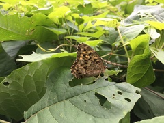 Neope goschkevitschii