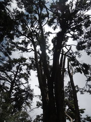 Tsuga chinensis