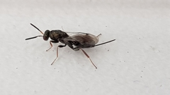 Monodontomerus obscurus