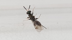 Monodontomerus obscurus