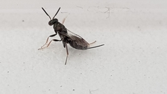 Monodontomerus obscurus