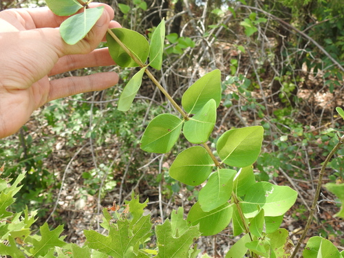 Image of Lonicera albiflora by no rights reserved