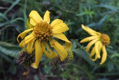 Verbesina helianthoides