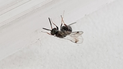 Monodontomerus obscurus