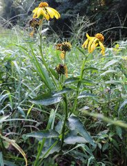 Verbesina helianthoides