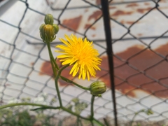Crepis biennis