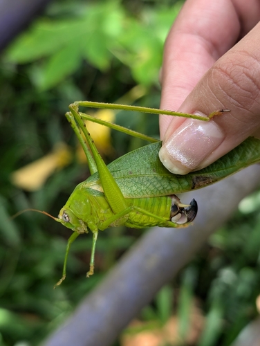 Rectimarginalis fuscospinosa