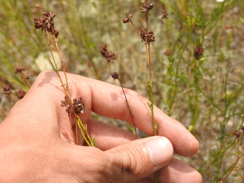 Image of Dalea multiflora by no rights reserved