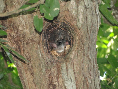 Magdalena Woodrat (Xenomys nelsoni)
