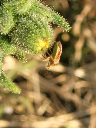 iNaturalist observation photo of Lygus Bugs