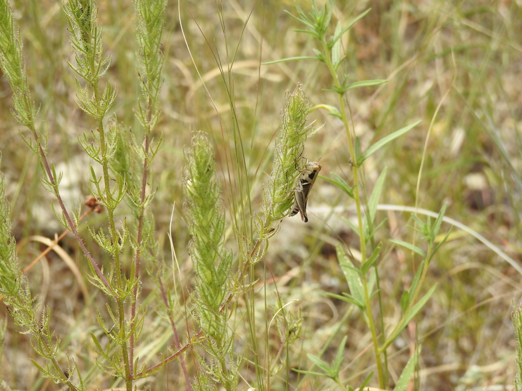 Contrasting Spur-throat Grasshopper