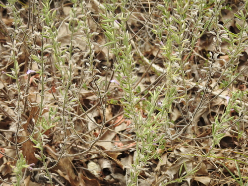 Image of Hedeoma reverchonii by no rights reserved