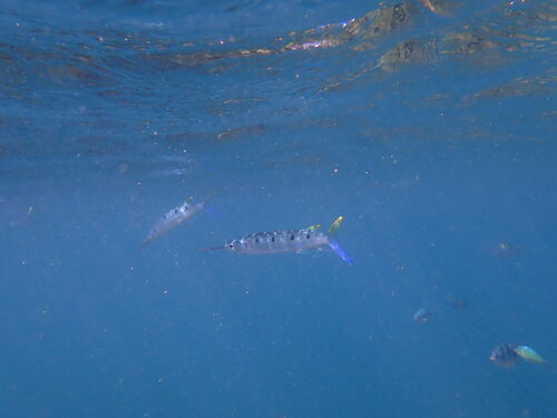 Black-barred Halfbeak — seen at this dive site