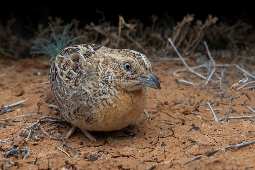 Red-chested Buttonquail photo