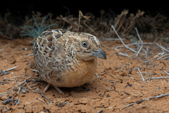 Red-Chested Buttonquail photo 1