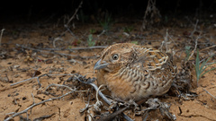 Red-Chested Buttonquail photo 4