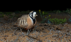 Inland Dotterel photo 1