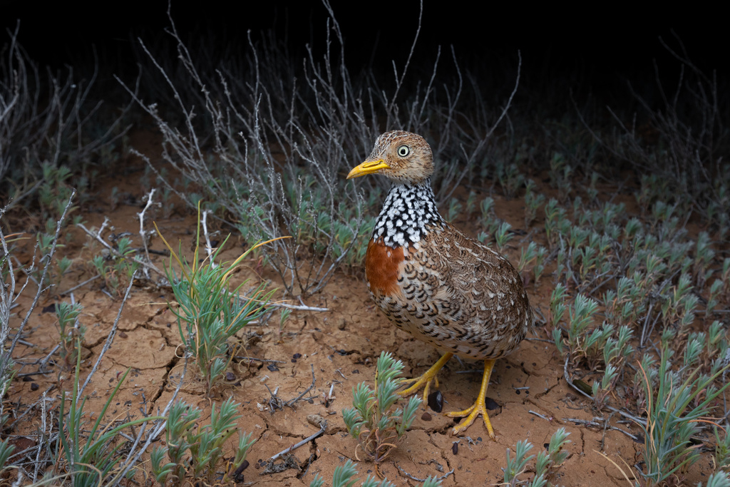 Plains-Wanderer