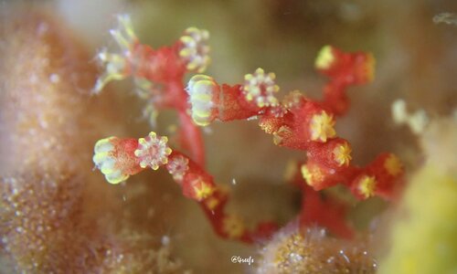 Melithaea bicolor observed 2024-06-22
