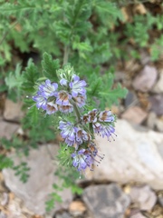 Phacelia rupestris